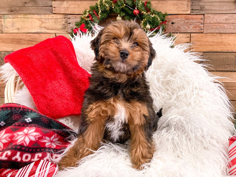 Yorkie Poo-Male-Black and Tan-2922072-The Barking Boutique