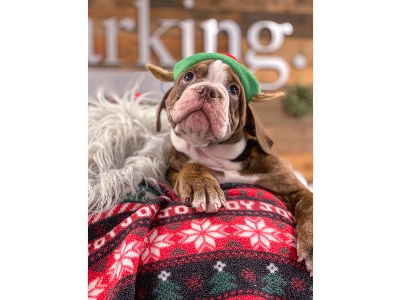 Olde English Bulldog-Male-Chocolate-2929848-The Barking Boutique