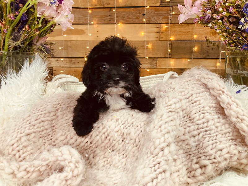 Lhasapoo-Male-Black-2977045-The Barking Boutique