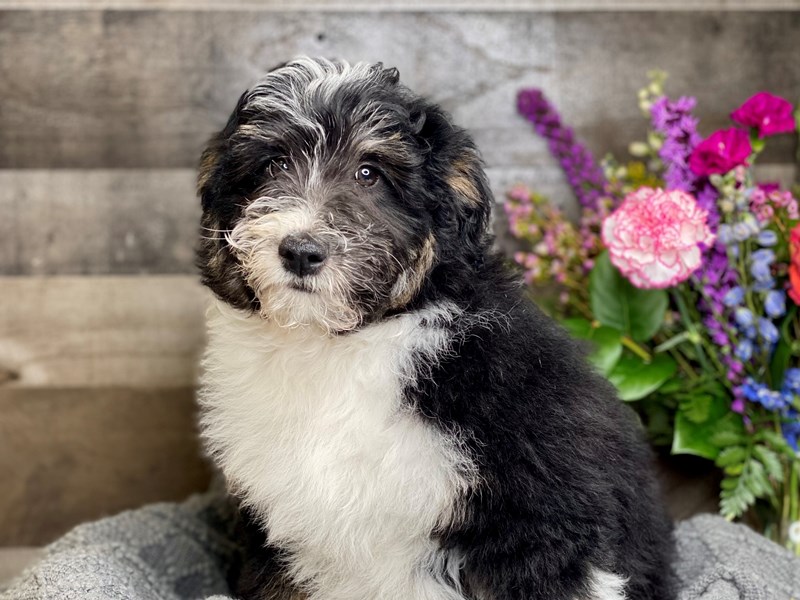 F1B Bernedoodle-Male-Tri-2989148-The Barking Boutique