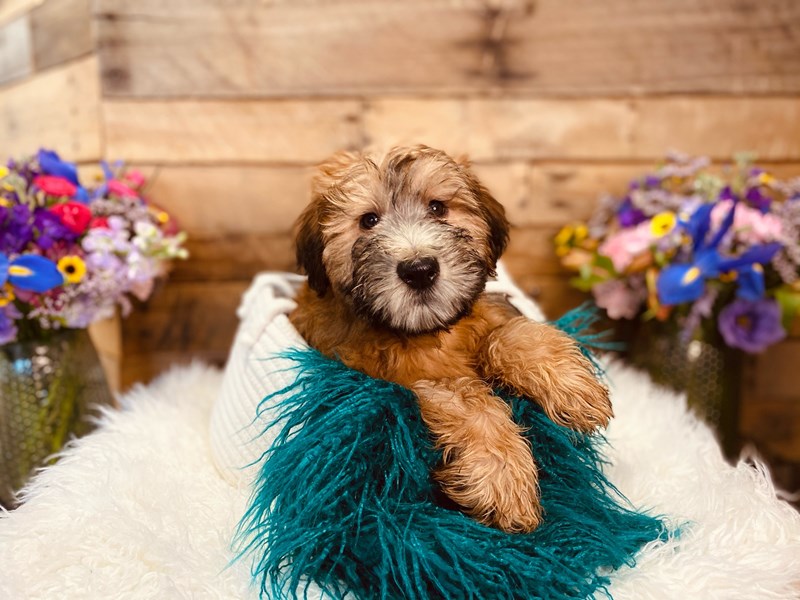 Soft Coated Wheaten Terrier – Poi