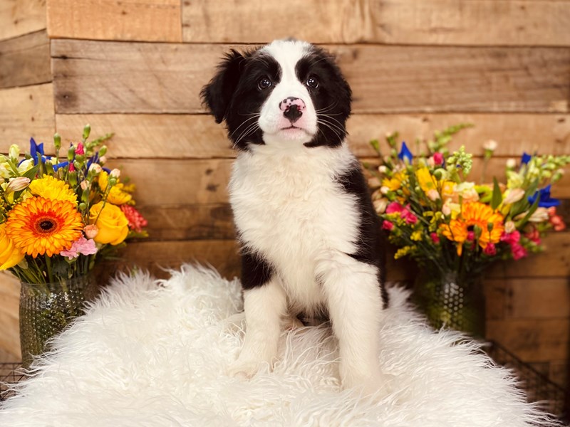 Bernese Mountain Dog/Border Collie-Female-Black and White-3059179-The Barking Boutique