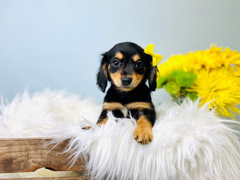 Chiweenie-Female-Black / Tan-3084021-The Barking Boutique