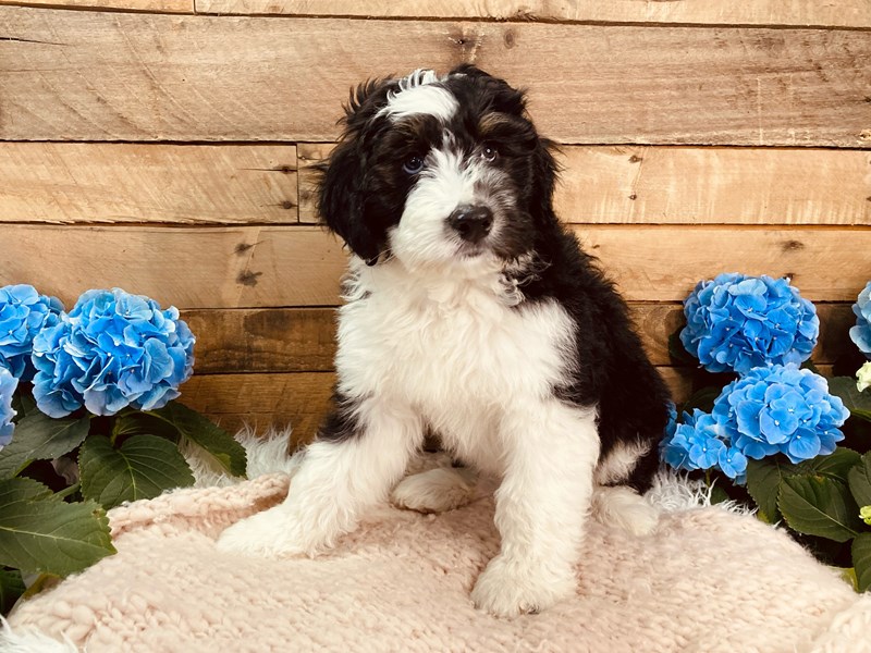 Aussidoodle-Male-Black Tan / White-3084295-The Barking Boutique
