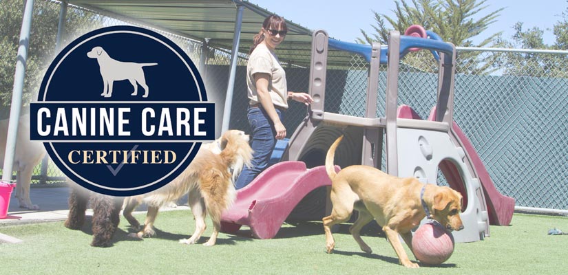 Canine Care Supporters Puppy Adoption