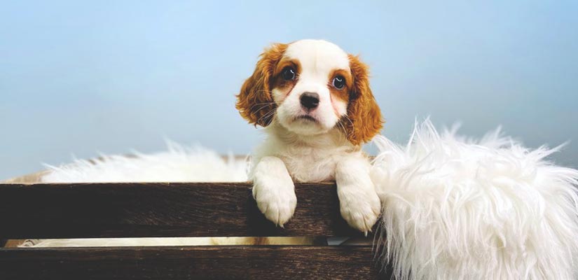 Dog Breed Education Adopt Puppy Michigan