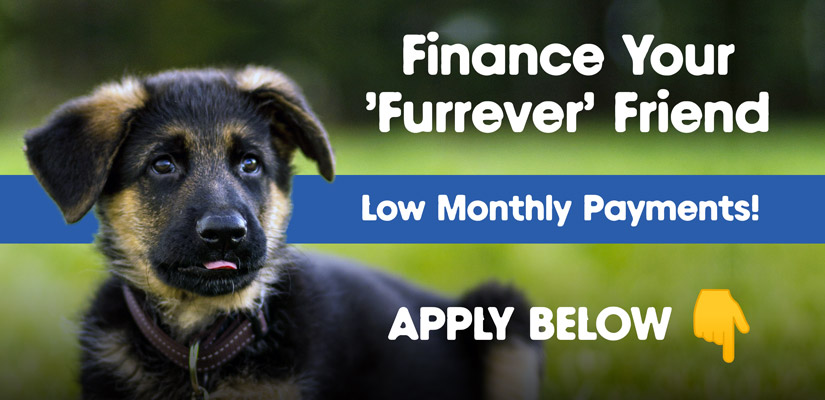Financing Payment Plans Puppy Adoption