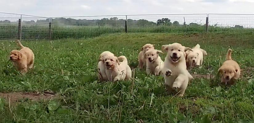 Puppy Adoption Breeder Videos