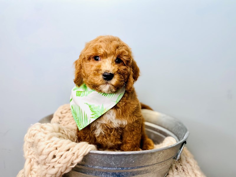 F2 MINI GOLDENDOODLE-Male-Red-3168225-The Barking Boutique