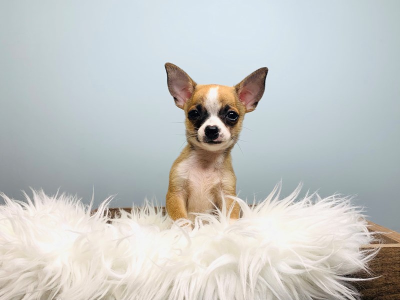 Chihuahua-Male-Tan & White-3192883-The Barking Boutique