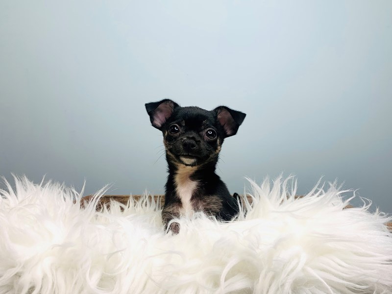 Chihuahua-Male-Black & Tan-3192894-The Barking Boutique