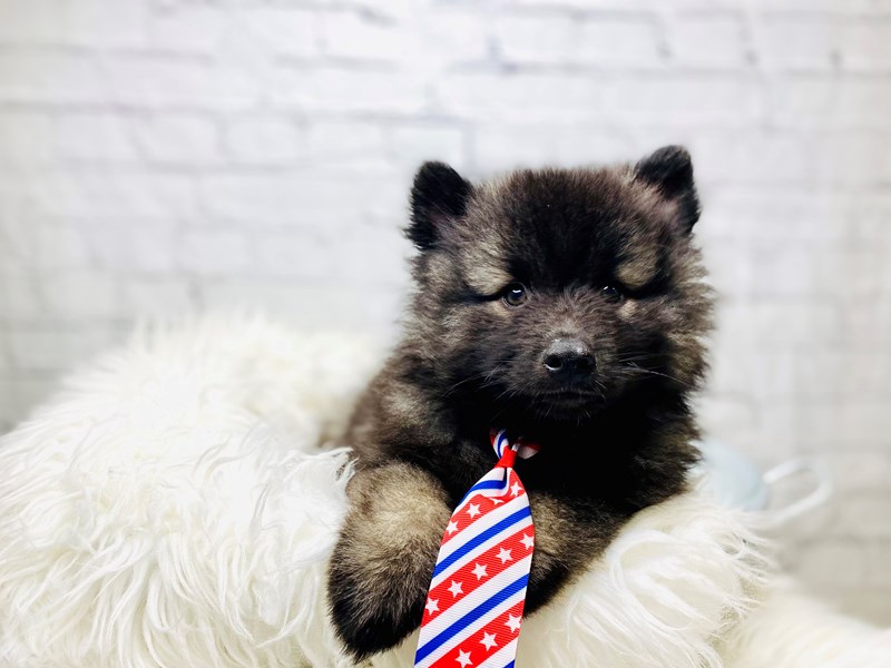Keeshond-Male-Black / Silver-3205077-The Barking Boutique