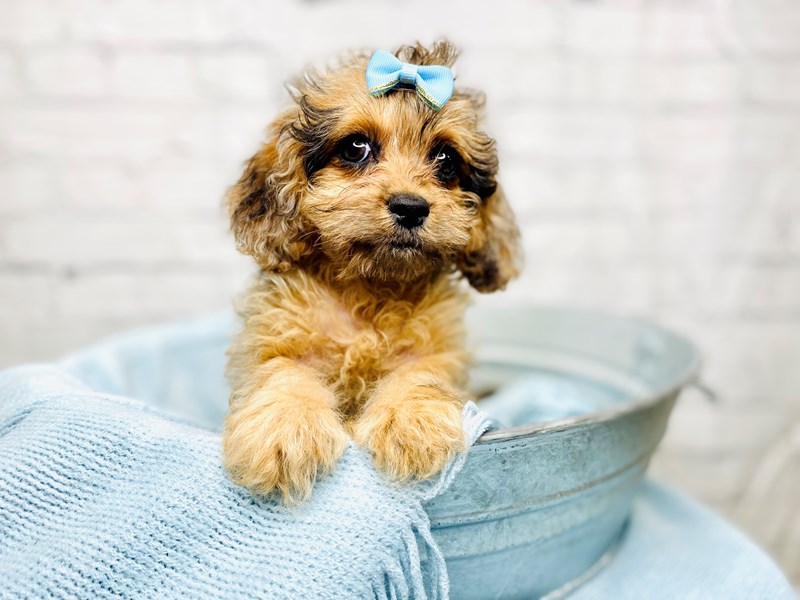 English Toy Spaniel/Poodle-Female-Sable-3214800-The Barking Boutique