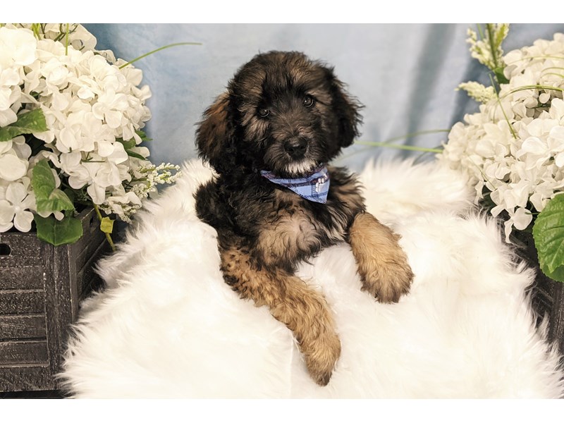 Whoodle-Male-Black-3240172-The Barking Boutique