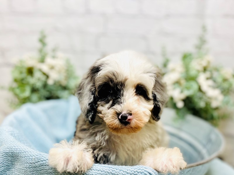Schnoodle-Male-Blue Merle-3243725-The Barking Boutique