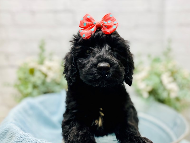 Schnoodle-Female-Black-3243723-The Barking Boutique