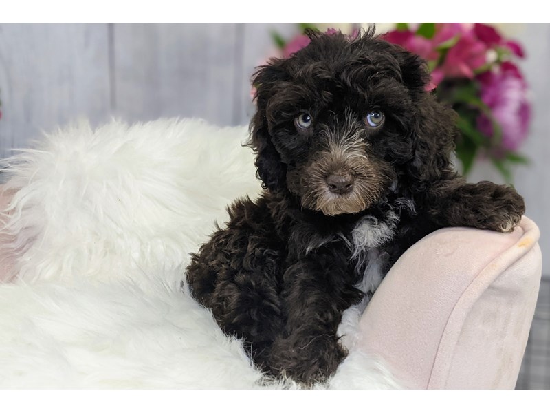Schnoodle-Female-Chocolate / White-3243906-The Barking Boutique