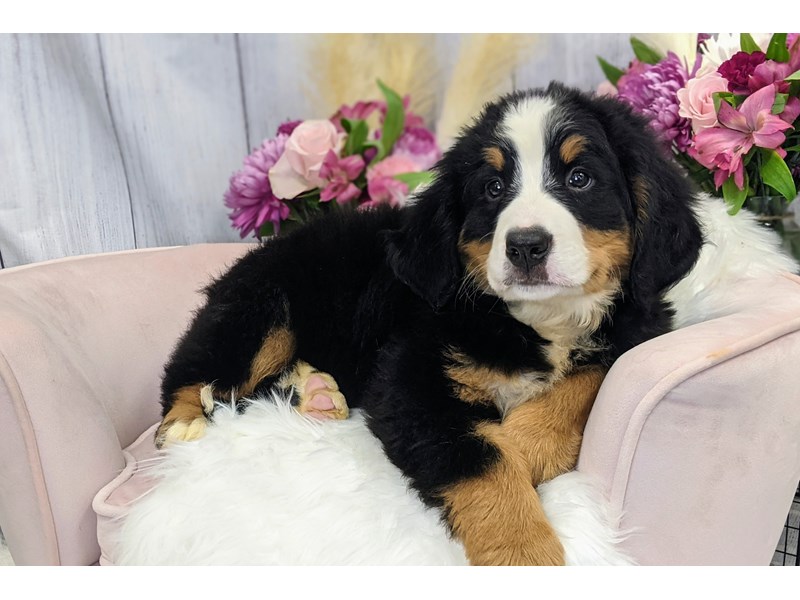 Bernese Mountain Dog-Female-Tri-Colored-3243888-The Barking Boutique
