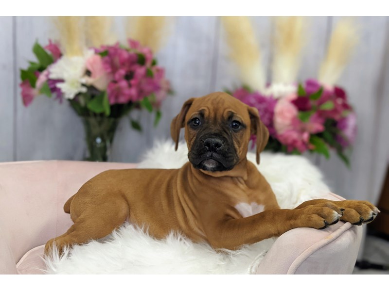 Boxer/Dogue De Bordeaux-Female-Mahogany-3243740-The Barking Boutique