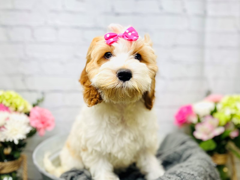 Cockapoo-Female-Red & White-3221871-The Barking Boutique