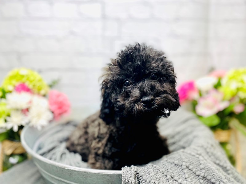 Toy Poodle-Male--3221786-The Barking Boutique