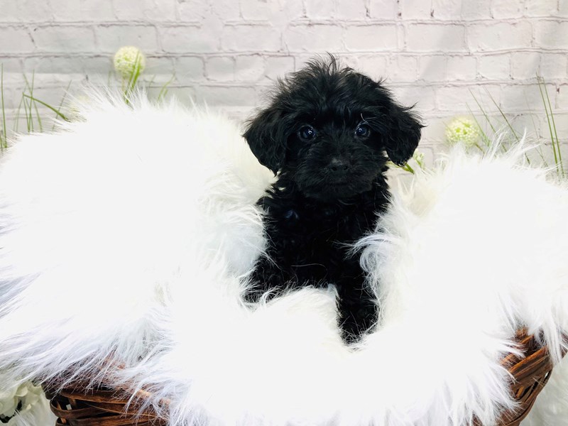 Yorkipoo-Female-Black and Brown-3259820-The Barking Boutique