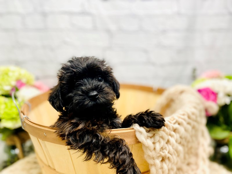 Yorkipoo-Male-Black & Brown-3259377-The Barking Boutique