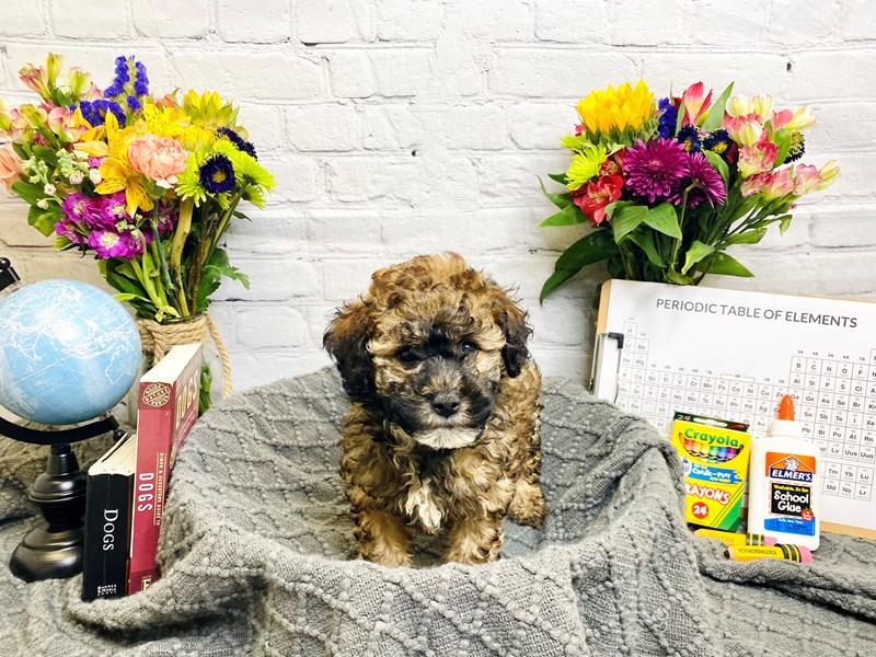 F1B Cockapoo-Male-Sable-3272016-The Barking Boutique