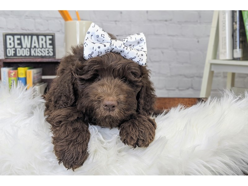 Newfiepoo-Female-Chocolate / White-3272026-The Barking Boutique