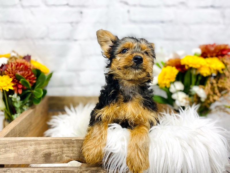 Yorkshire Terrier-Male-Blk & Tan-3306349-The Barking Boutique