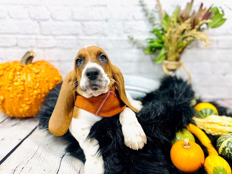 Basset Hound-Male-Red / White-3326778-The Barking Boutique