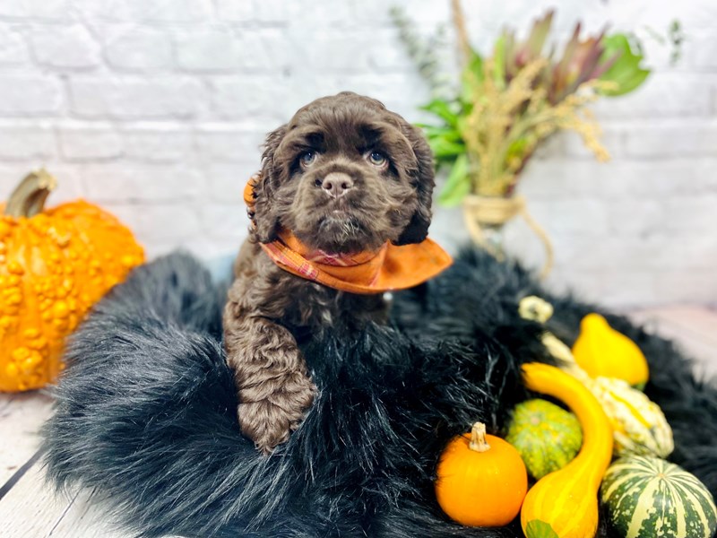 Cocker Spaniel-Male-Chocolate-3326785-The Barking Boutique