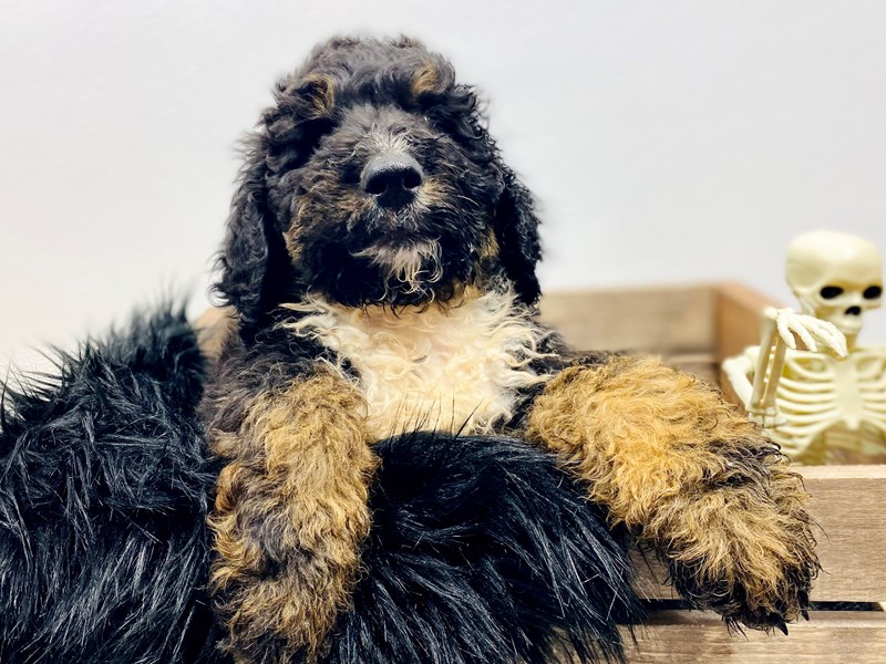 F1B Bernedoodle-Male-Tri-3342497-The Barking Boutique
