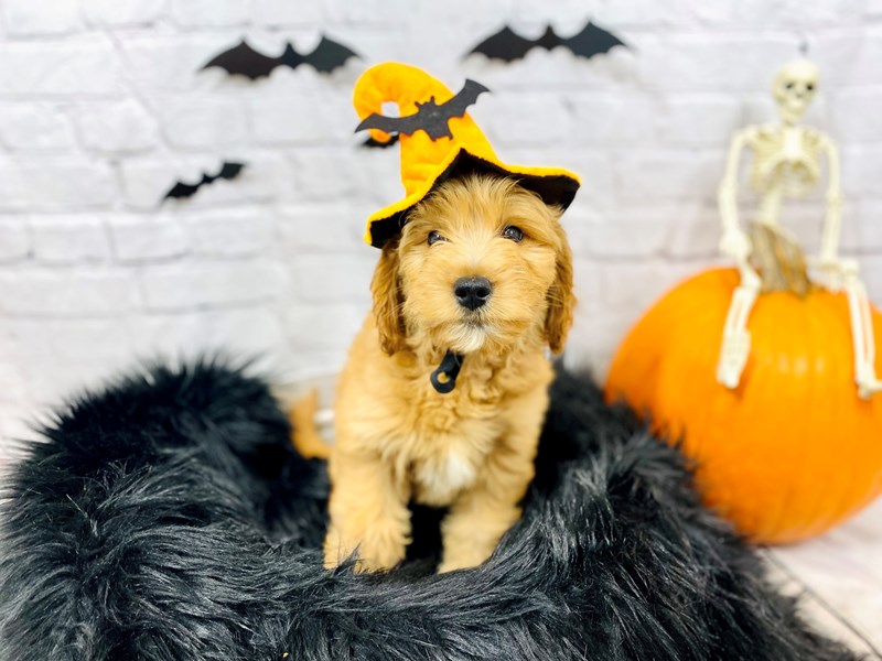 Goldendoodle Mini-Female-Red-3345698-The Barking Boutique