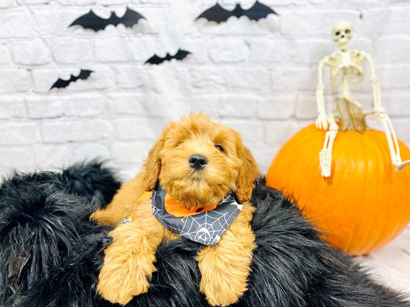 Goldendoodle Mini-Male-Red-3345699-The Barking Boutique