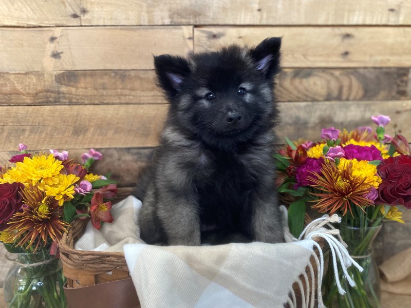 Keeshond-Male-Black / Silver-3354733-The Barking Boutique