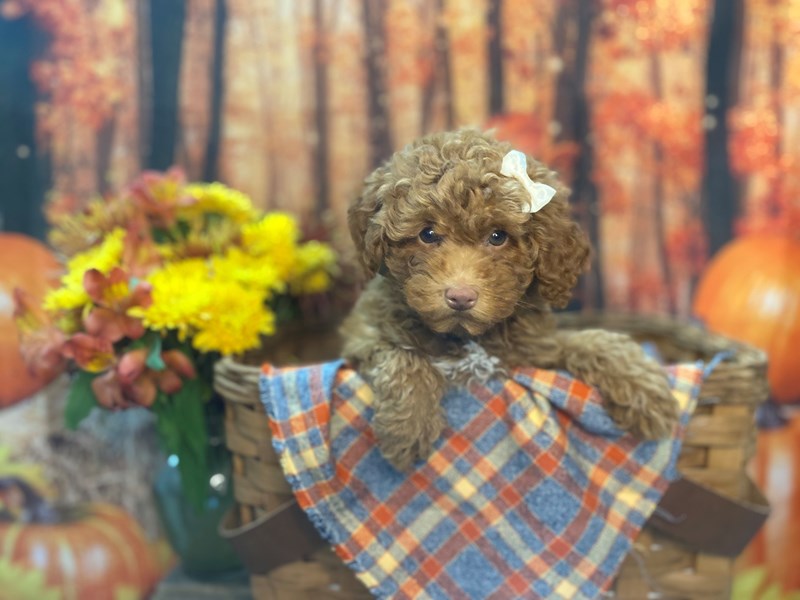 Miniature Poodle-Female-Red-3364212-The Barking Boutique
