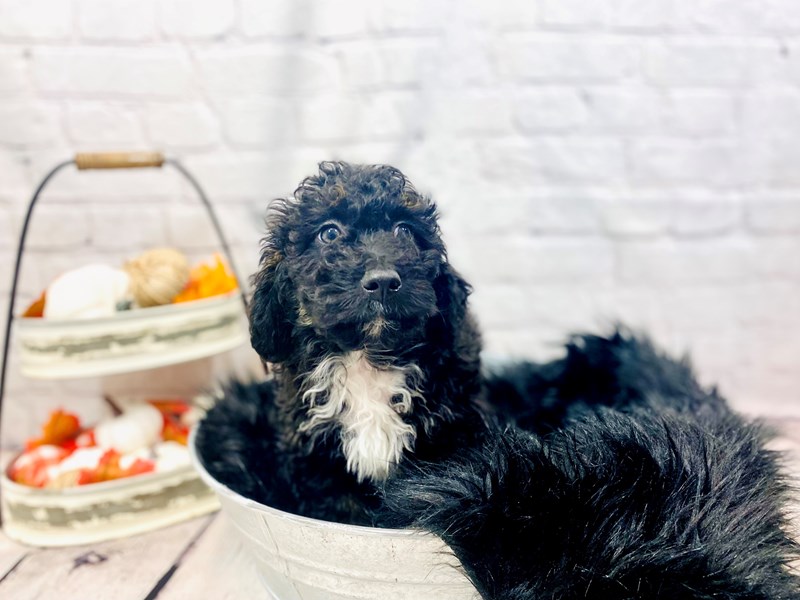 F1B Mini Bernedoodle-Male-Black and White-3369327-The Barking Boutique