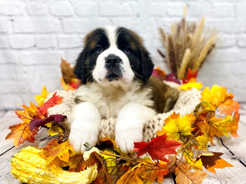 Saint Bernard-Male-brown and white-3379926-The Barking Boutique