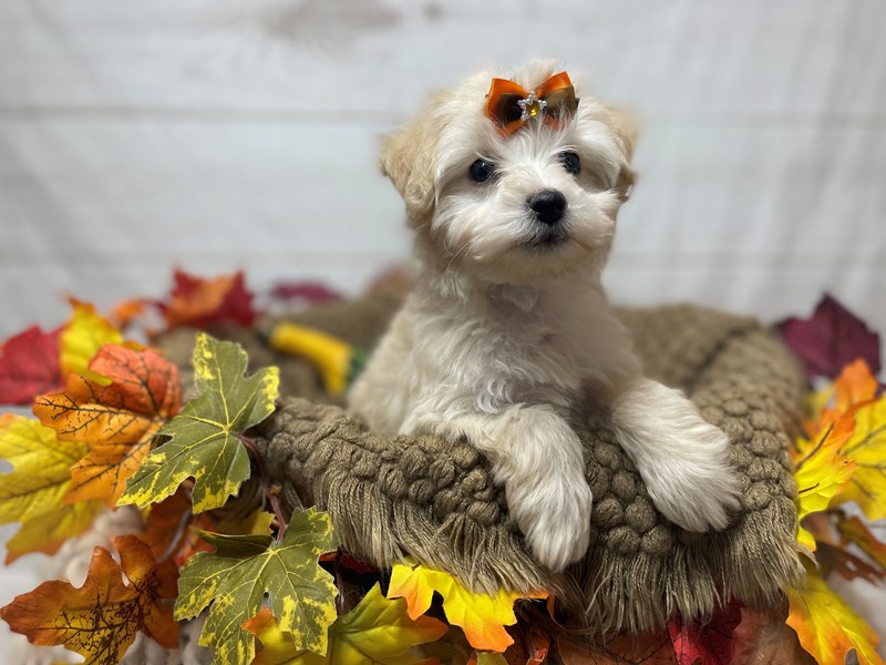 Schnoodle-Female-Cream-3382020-The Barking Boutique