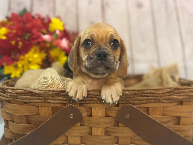 Puggle-Male-Brown-3387987-The Barking Boutique