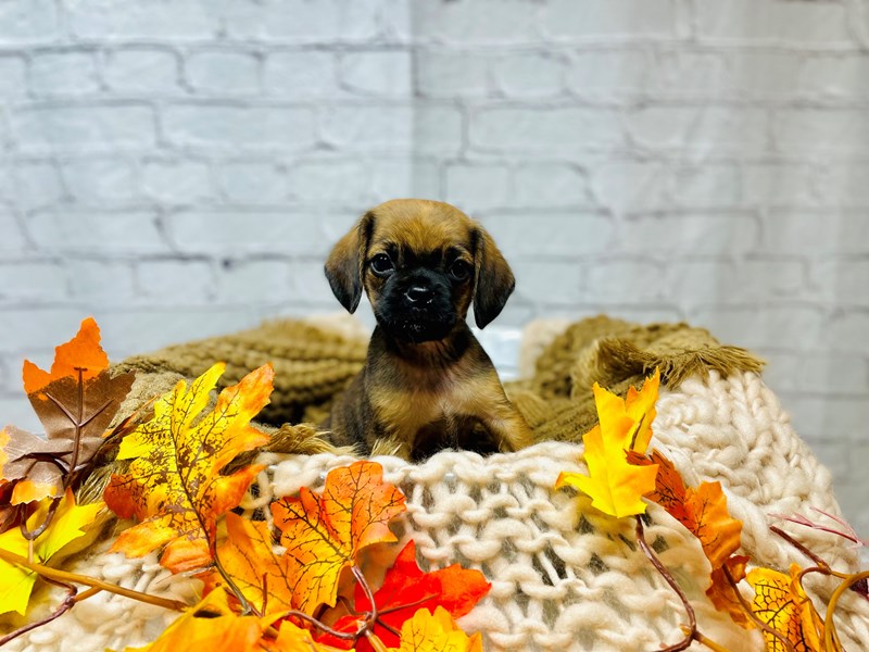Puggle-Male--3388291-The Barking Boutique