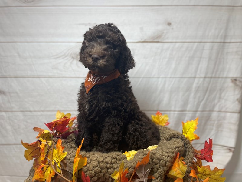 Goldendoodle 2nd Gen-Male-Chocolate-3382029-The Barking Boutique