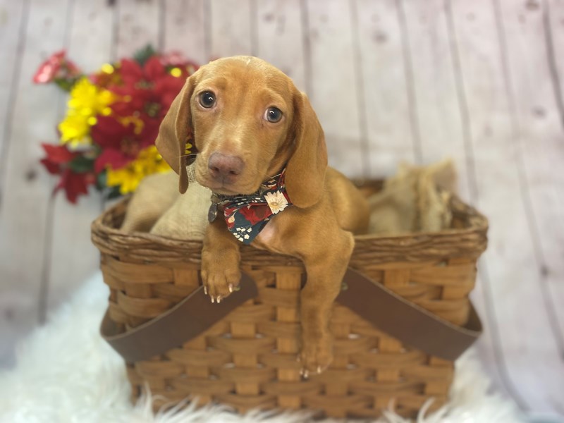 Dachshund-Male-Red-3388104-The Barking Boutique