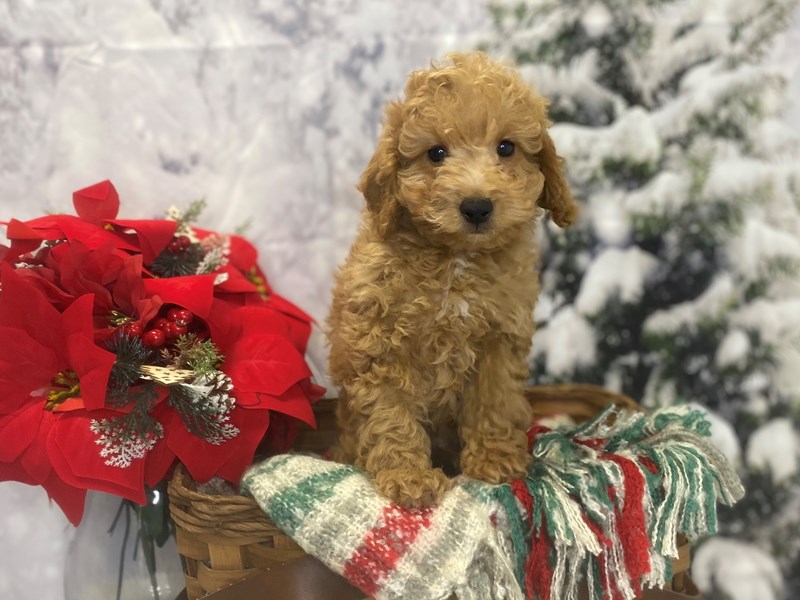 F1B micro mini Goldendoodle-Male-Red-3406004-The Barking Boutique