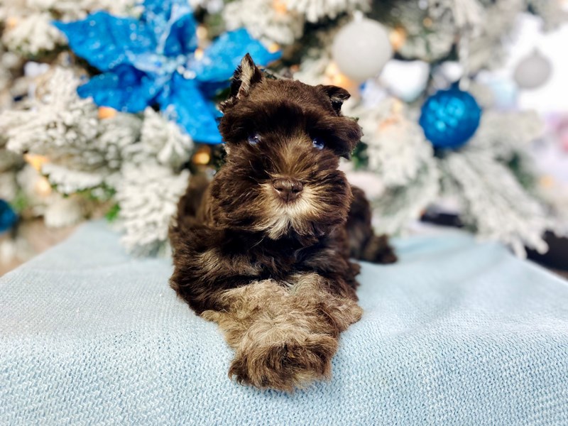 Miniature Schnauzer-Male-Chocolate and Tan-3409438-The Barking Boutique