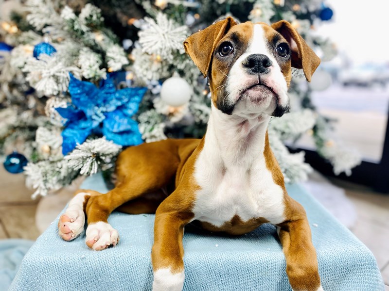 Boxer-Female-Fawn-3361798-The Barking Boutique