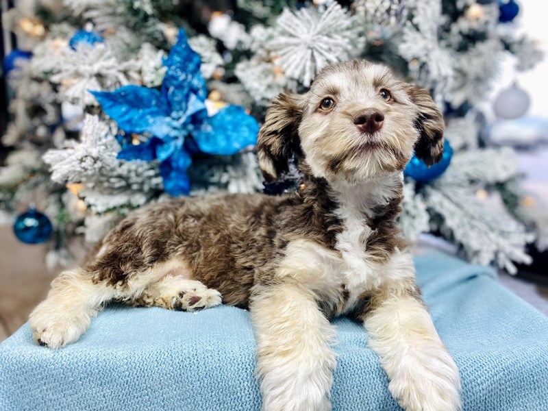 Havanese-Male-Chocolate-3354741-The Barking Boutique