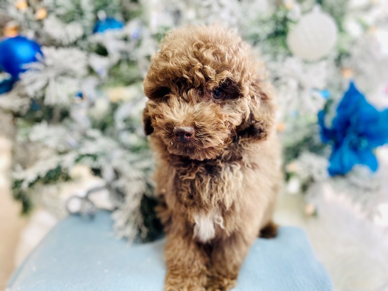 Miniature Poodle-Male-Choc Merle-3388837-The Barking Boutique