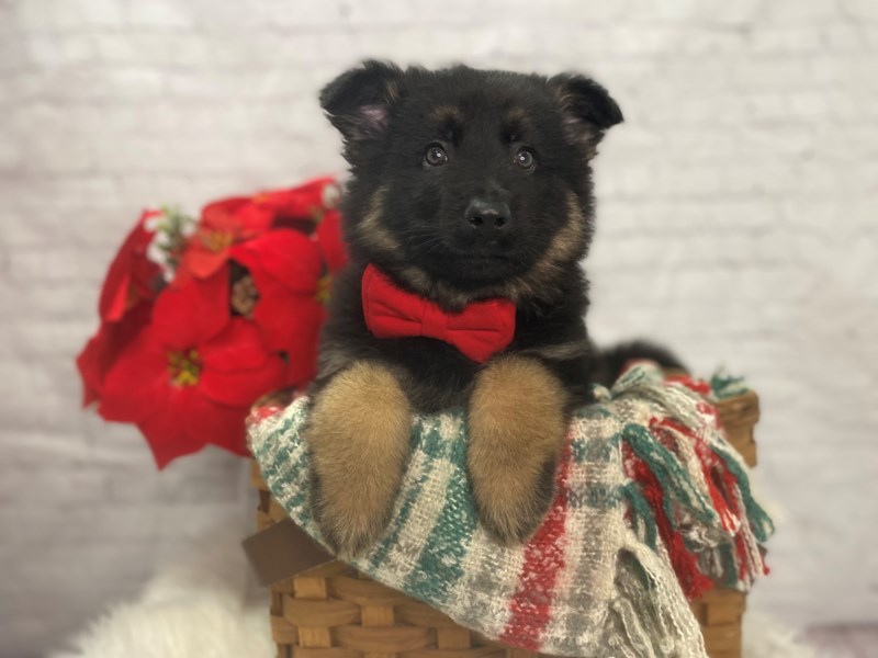 German Shepherd-Male-Black and Tan-3414868-The Barking Boutique